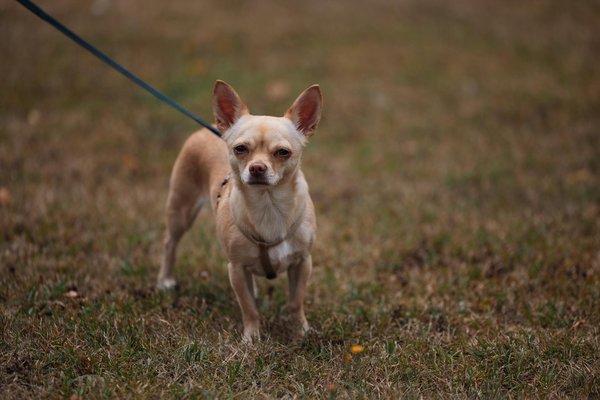 How are grassroots sports funded in the UK?